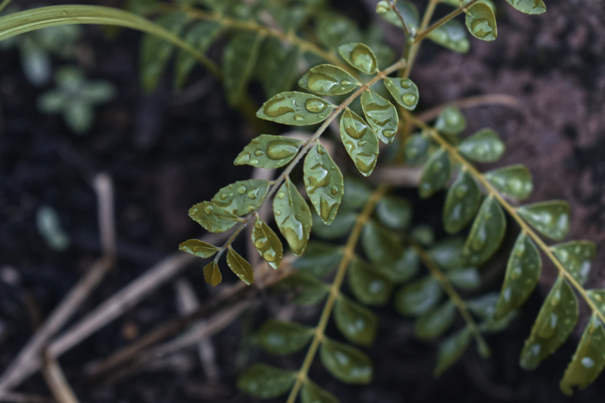 Curry Leaf Medicinal India Kadi Patta Health Benefits