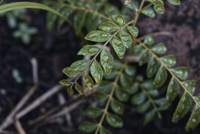 Curry Leaf Medicinal India Kadi Patta Health Benefits