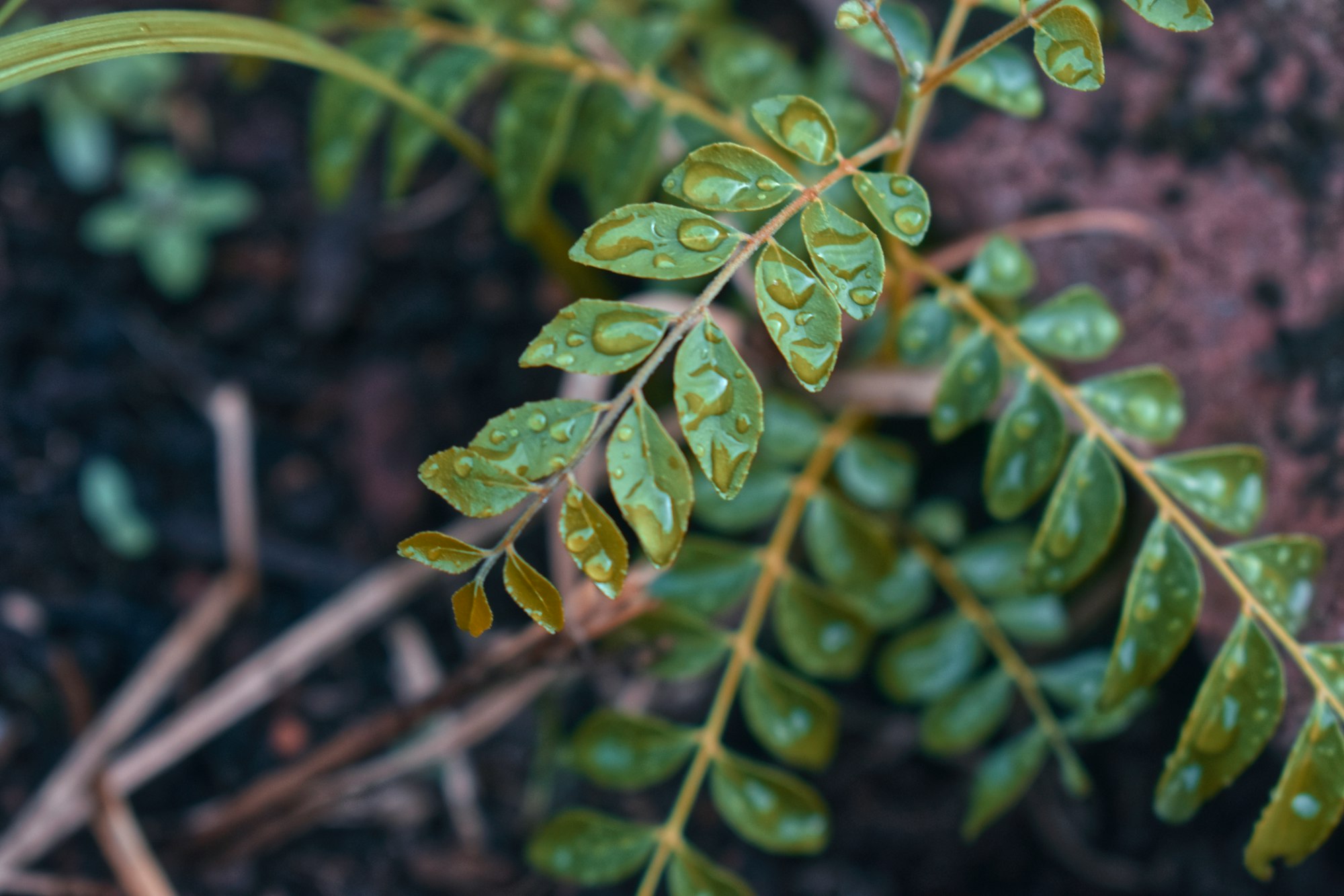 a close up of a green plant with drops of water on it