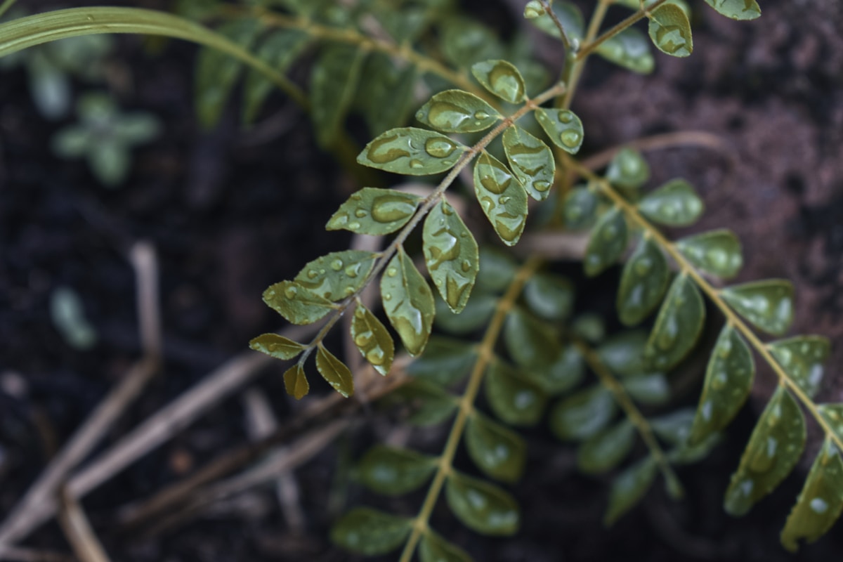Curry Leaves - The fragrant heart of South Indian cooking