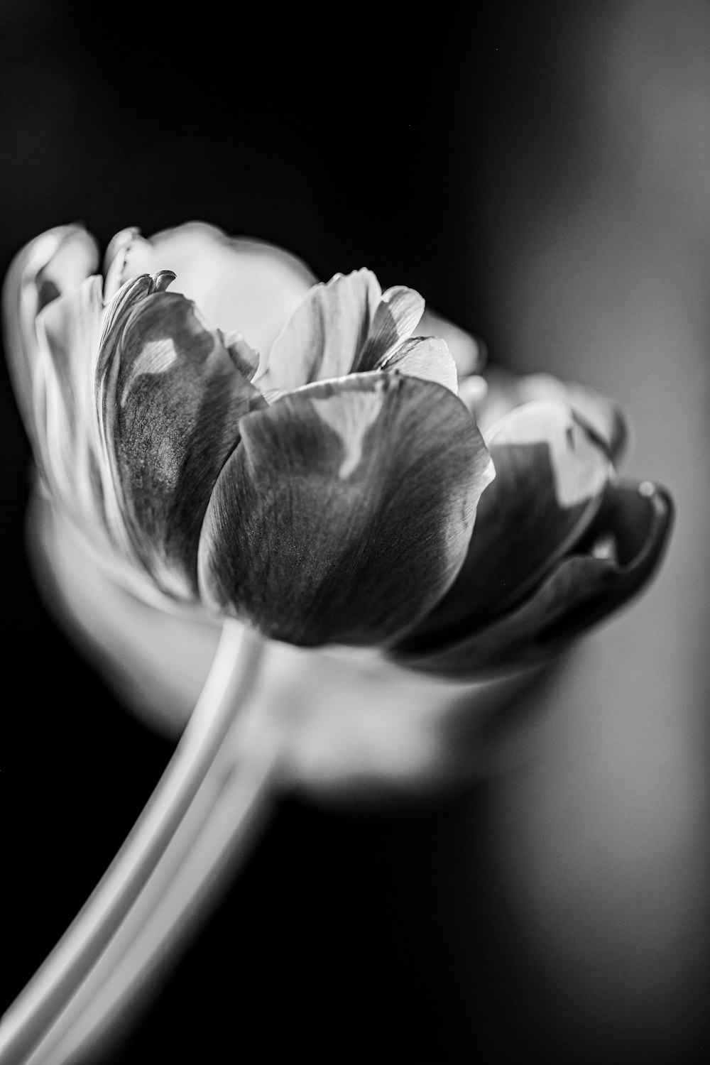 grayscale photo of flower bud