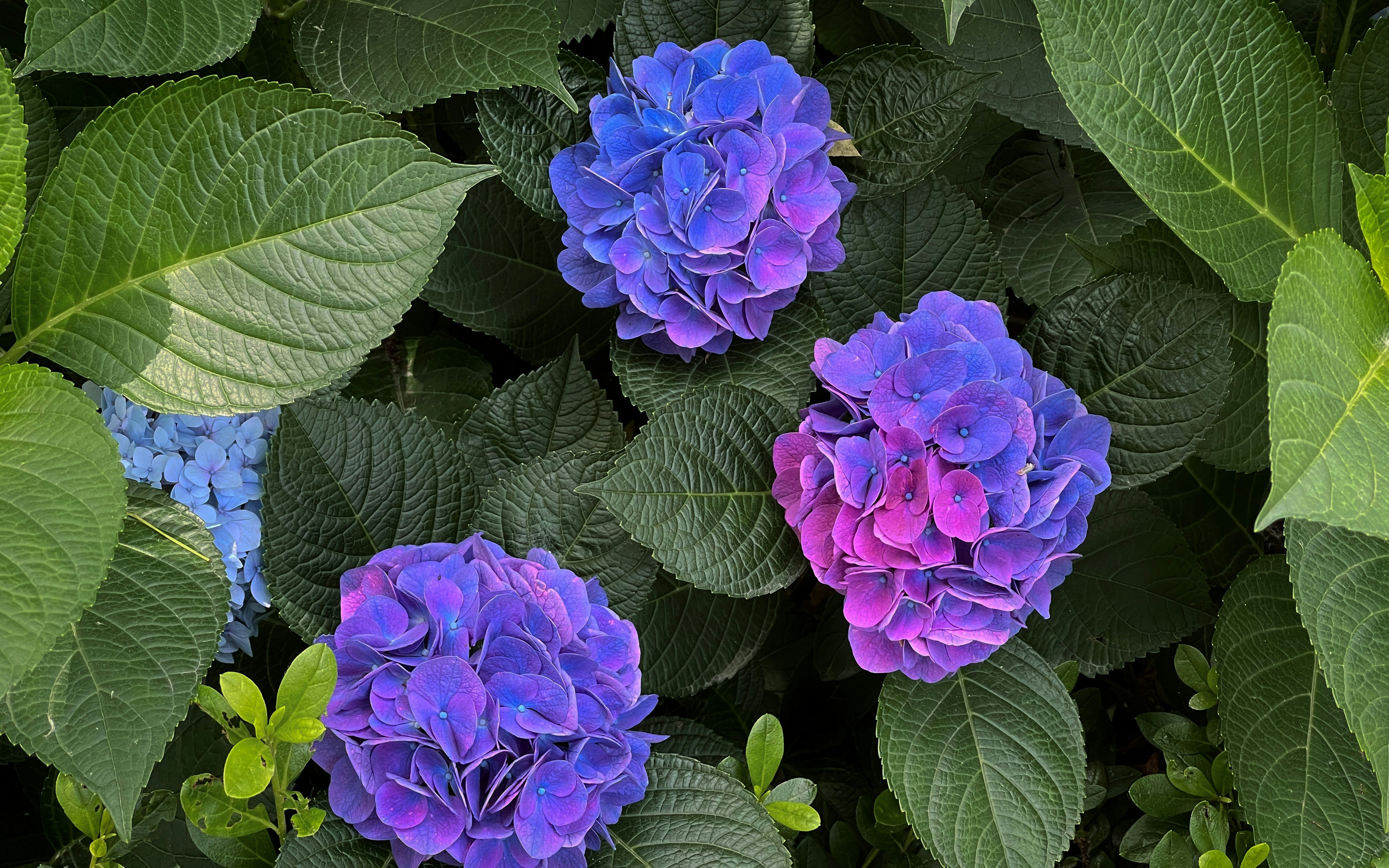 purple flower with green leaves