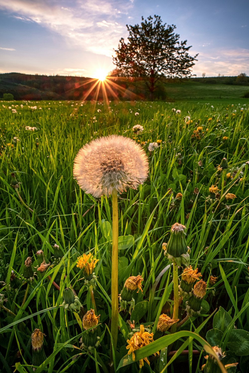 a dandelion sitting in the middle of a field