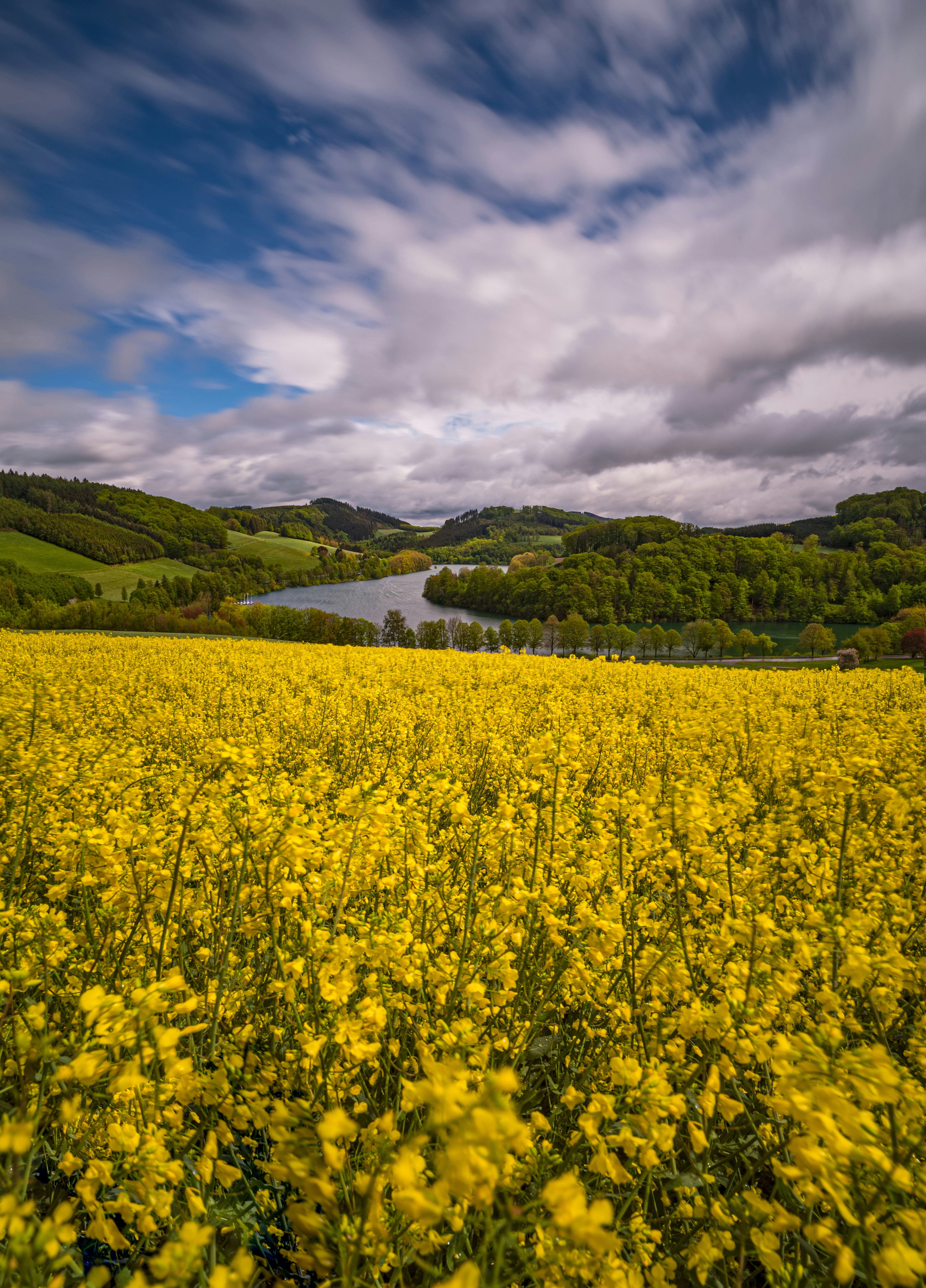 A field full of yellow flowers under a cloudy sky photo – Free Raps ...