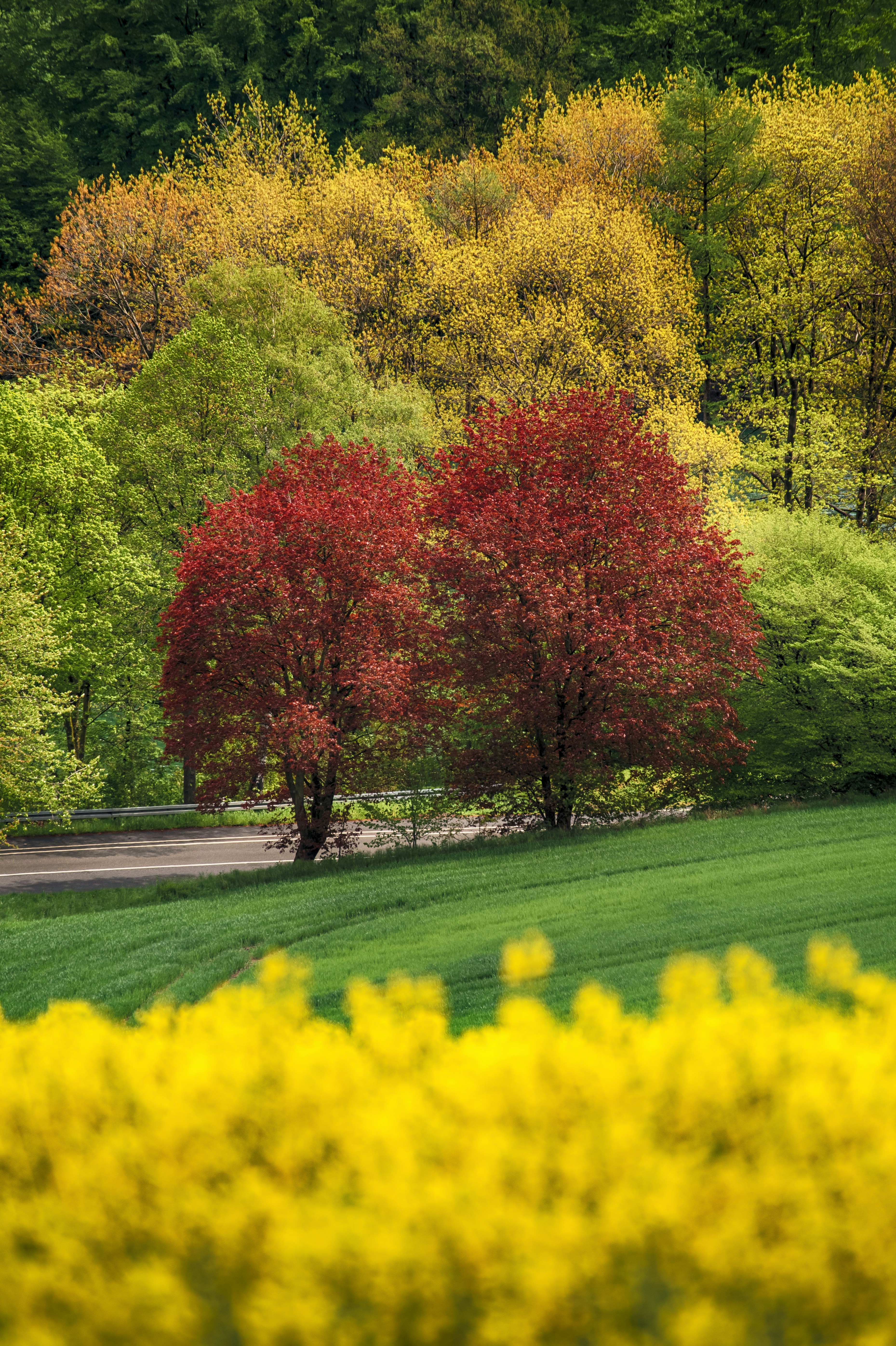 red and yellow leaf trees beside road during daytime