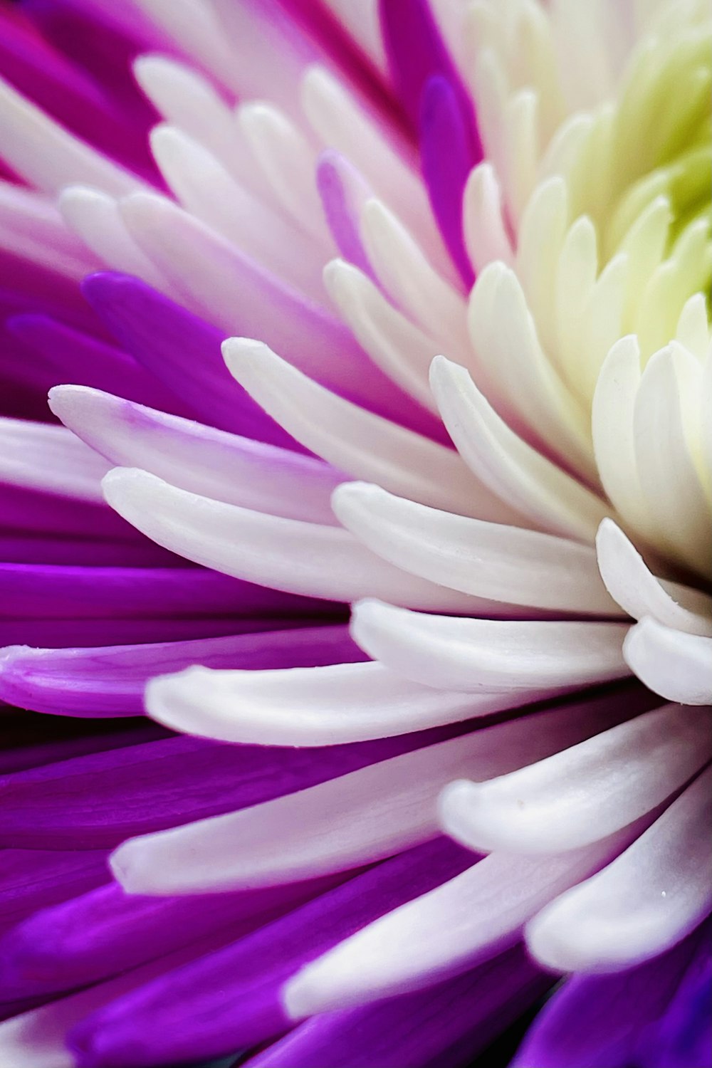 a close up of a purple and white flower