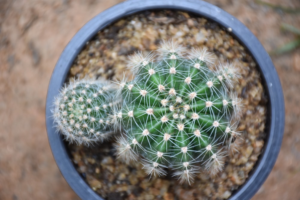 a small cactus in a pot on a table