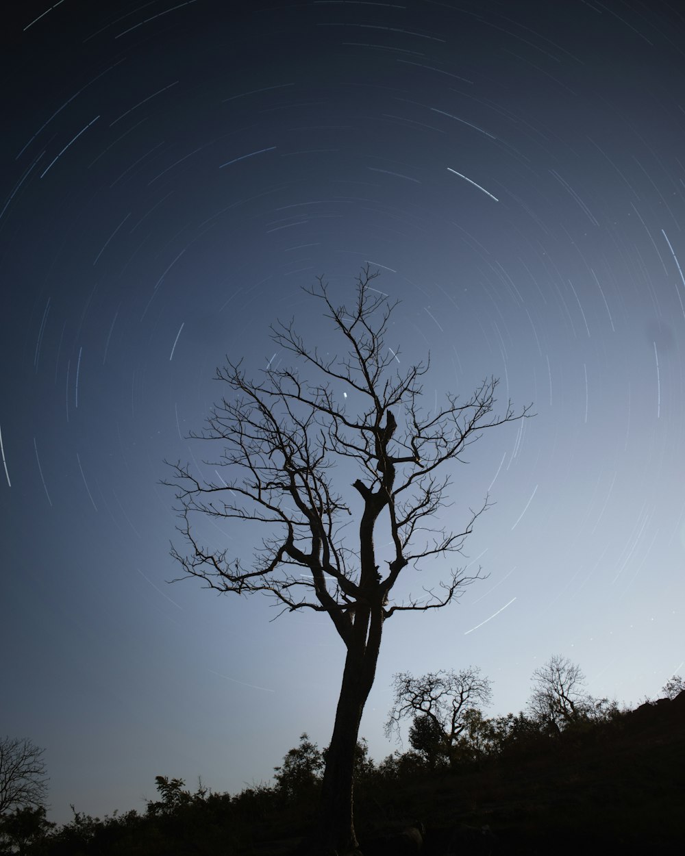 a tree with a star trail in the sky