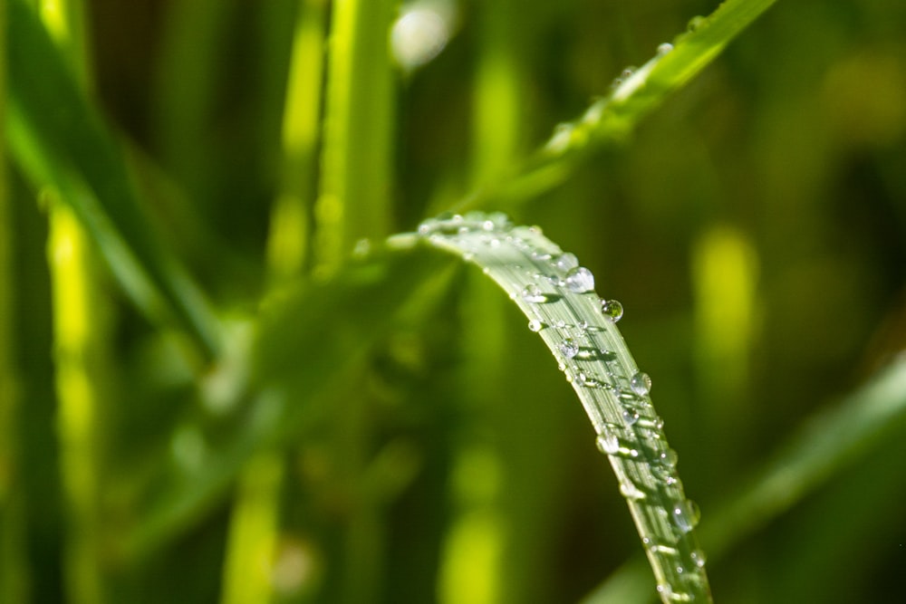 a close up of water droplets on a blade of grass