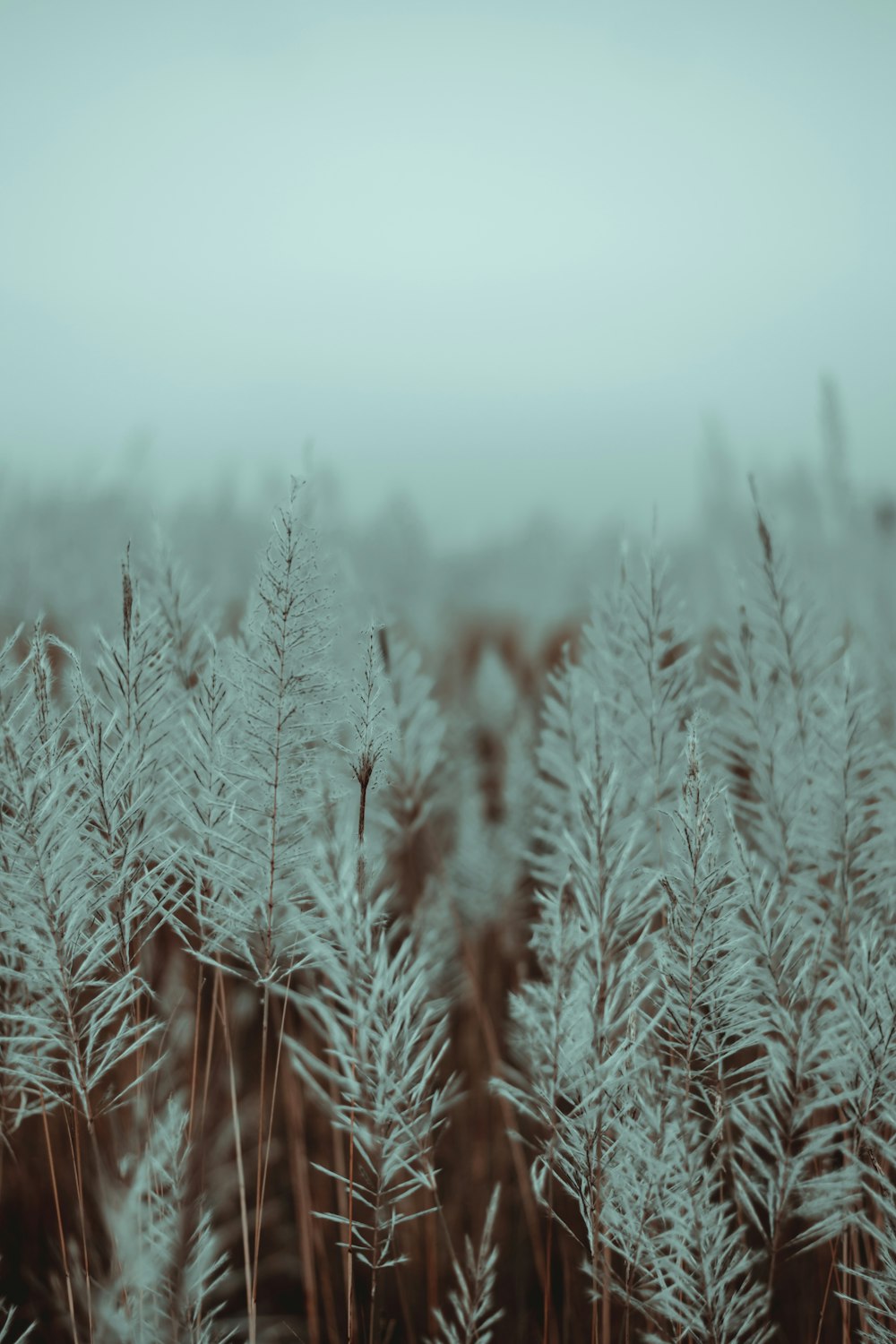 a field of tall grass covered in snow