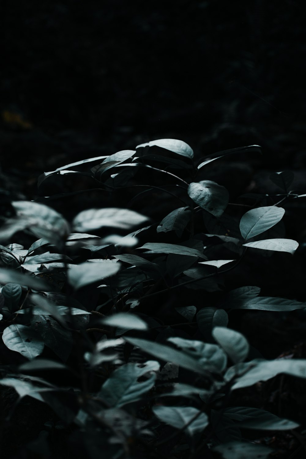 a black and white photo of leaves in the dark