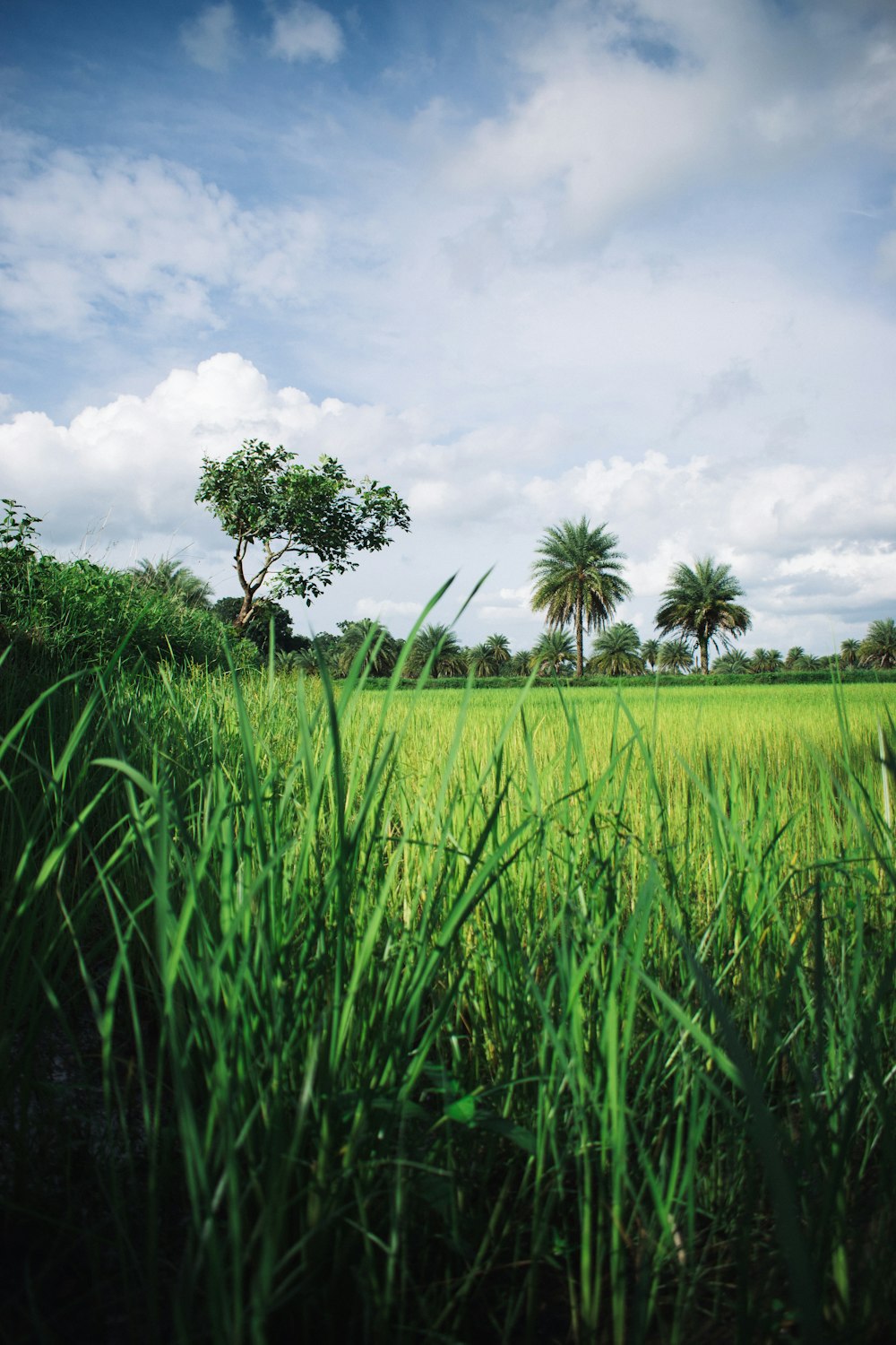 a lush green field with palm trees in the background