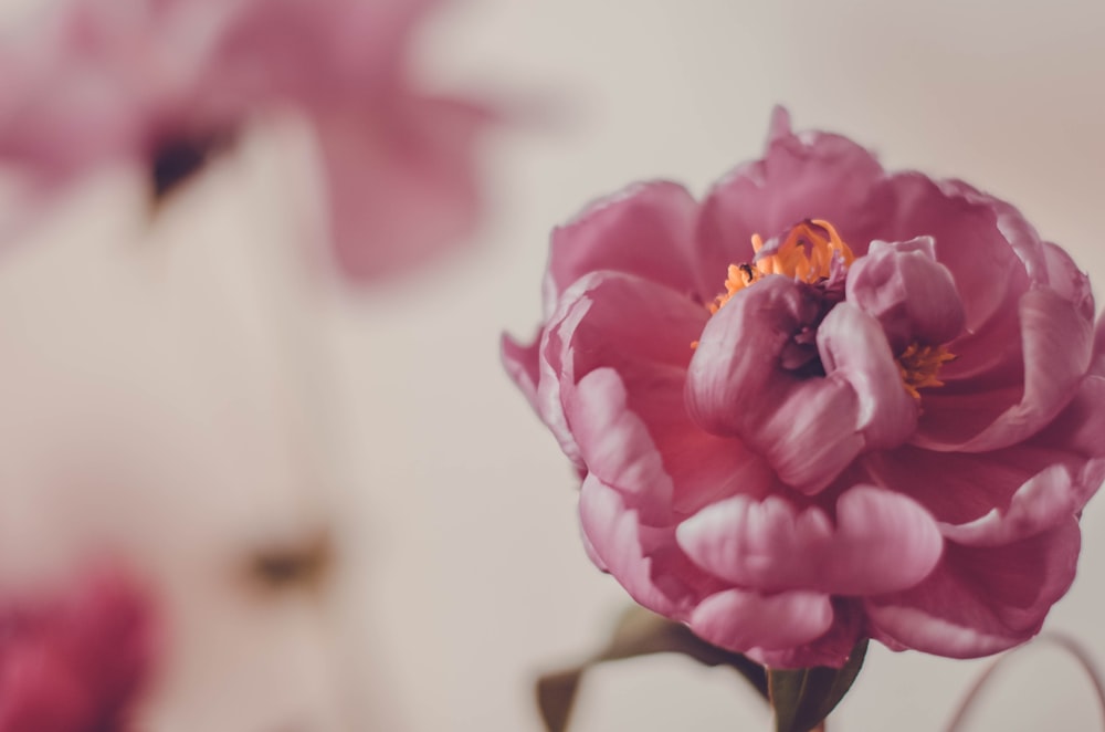 a close up of a pink flower in a vase