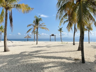 a sandy beach with palm trees and a hut in the distance