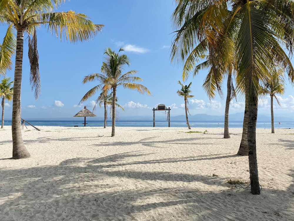 a sandy beach with palm trees and a hut in the distance