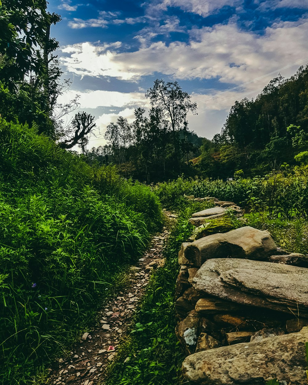 a rocky path in the middle of a lush green forest