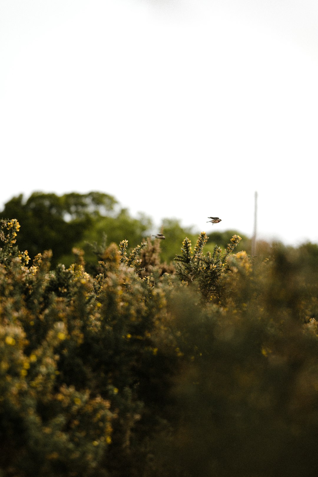 black bird flying over green trees during daytime