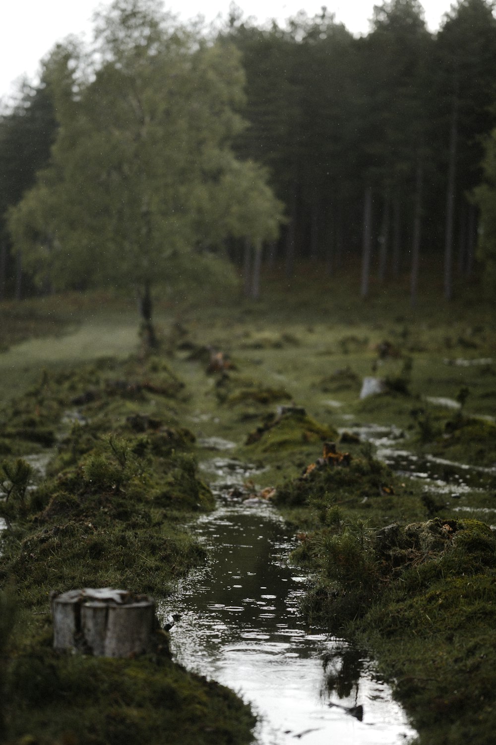 green moss on river during daytime