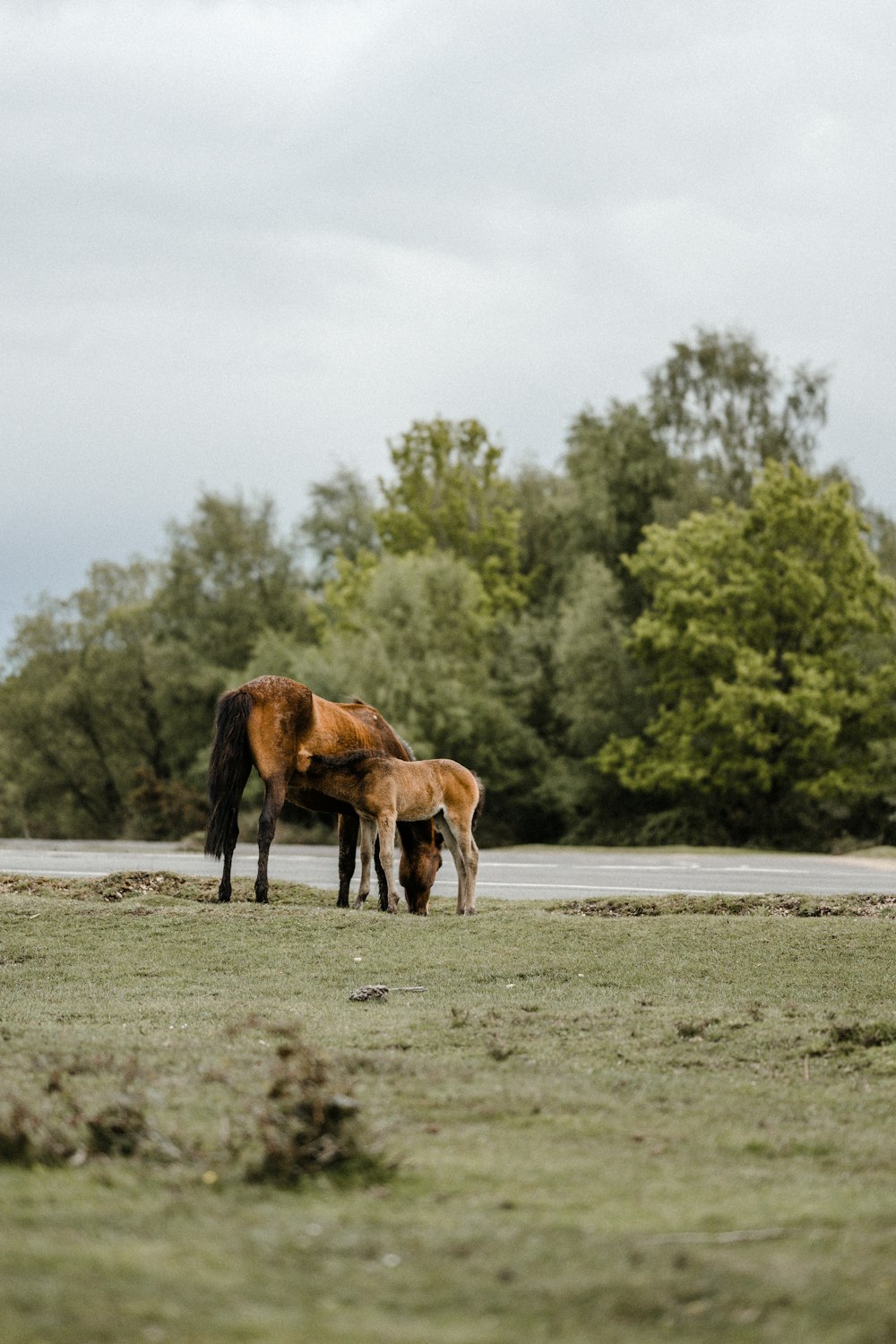 a couple of horses standing on top of a lush green field