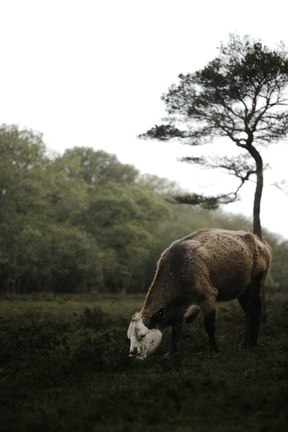 a cow grazing in a field next to a tree