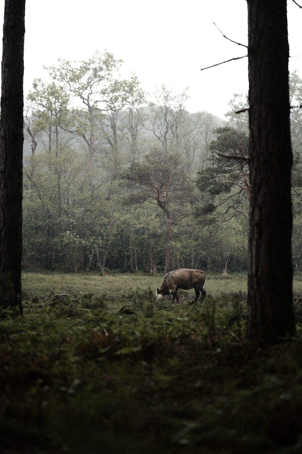 a rhino grazes in a field surrounded by trees