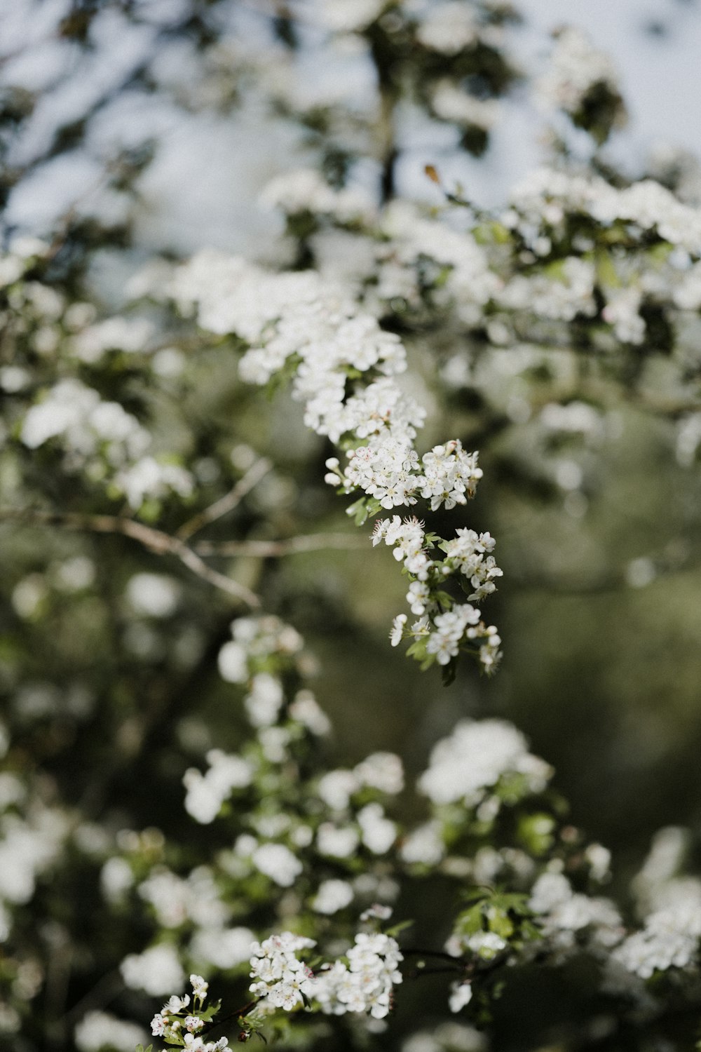 a close up of a tree with white flowers