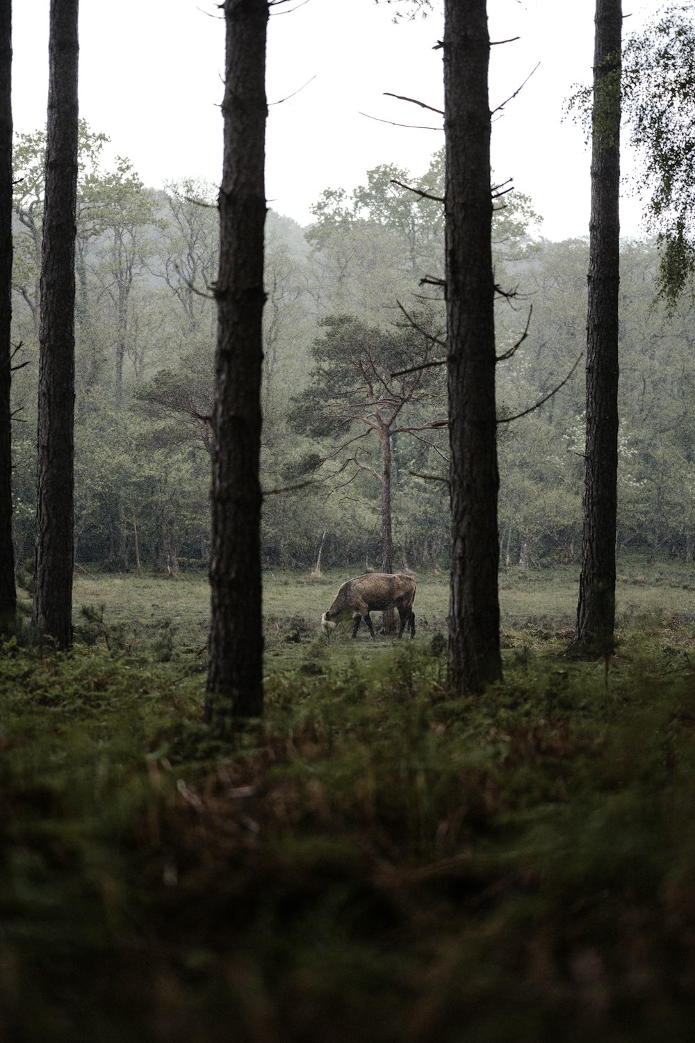 uma vaca pastando em uma floresta com árvores altas