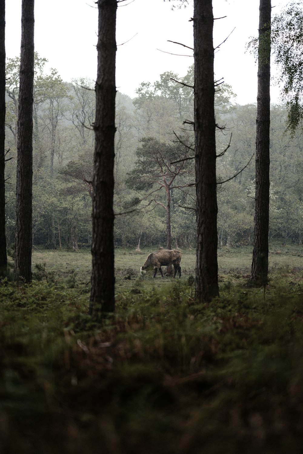 a cow grazing in a forest with tall trees