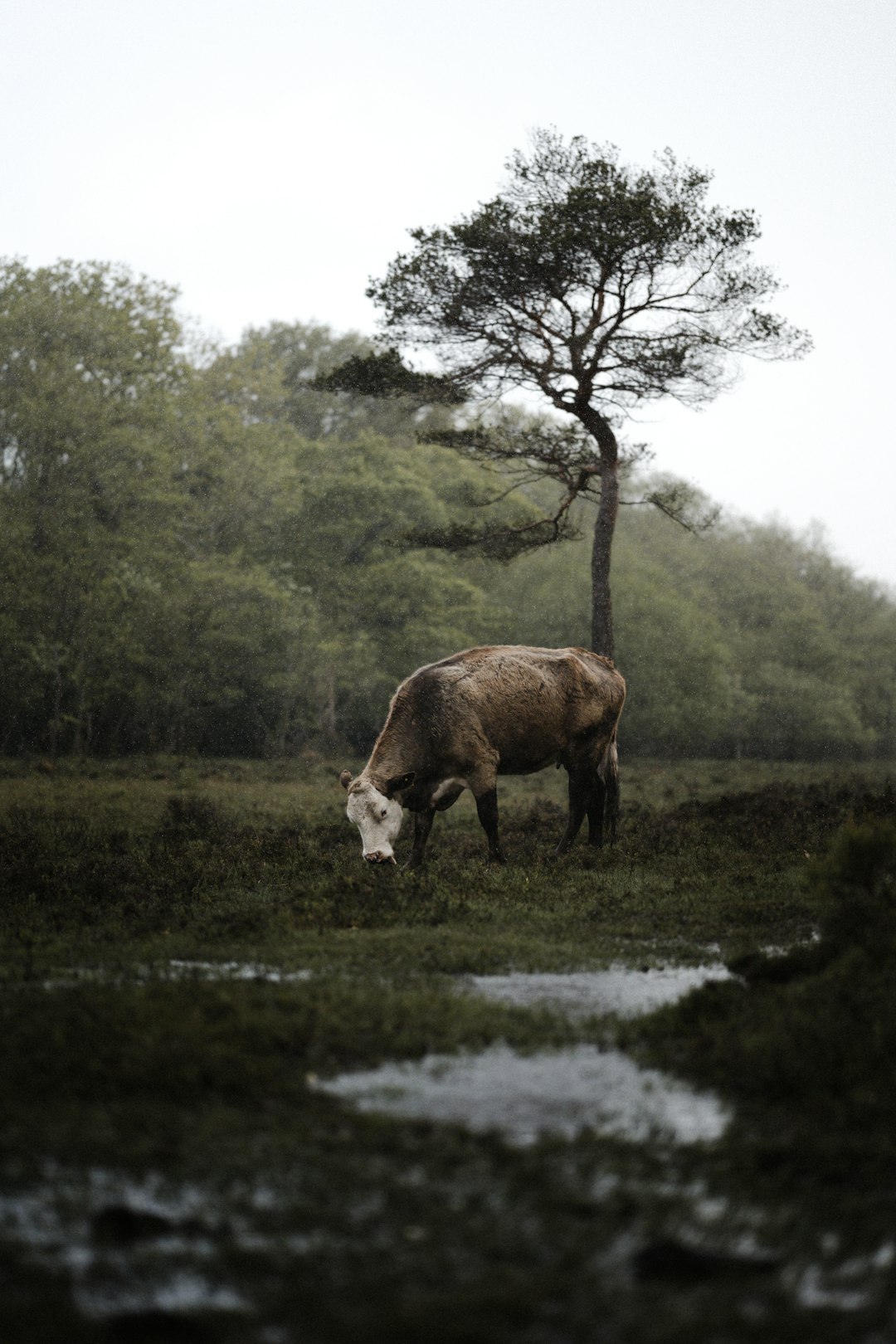 brown and white cow on green grass field during daytime