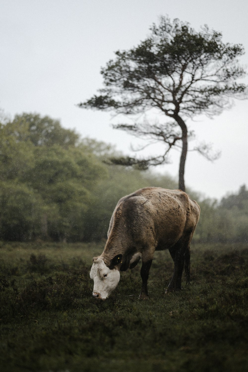 a cow grazing in a field with a tree in the background