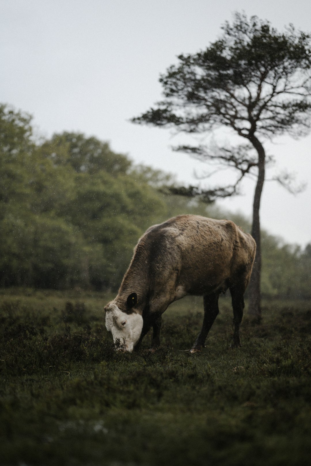 brown cow on green grass field during daytime