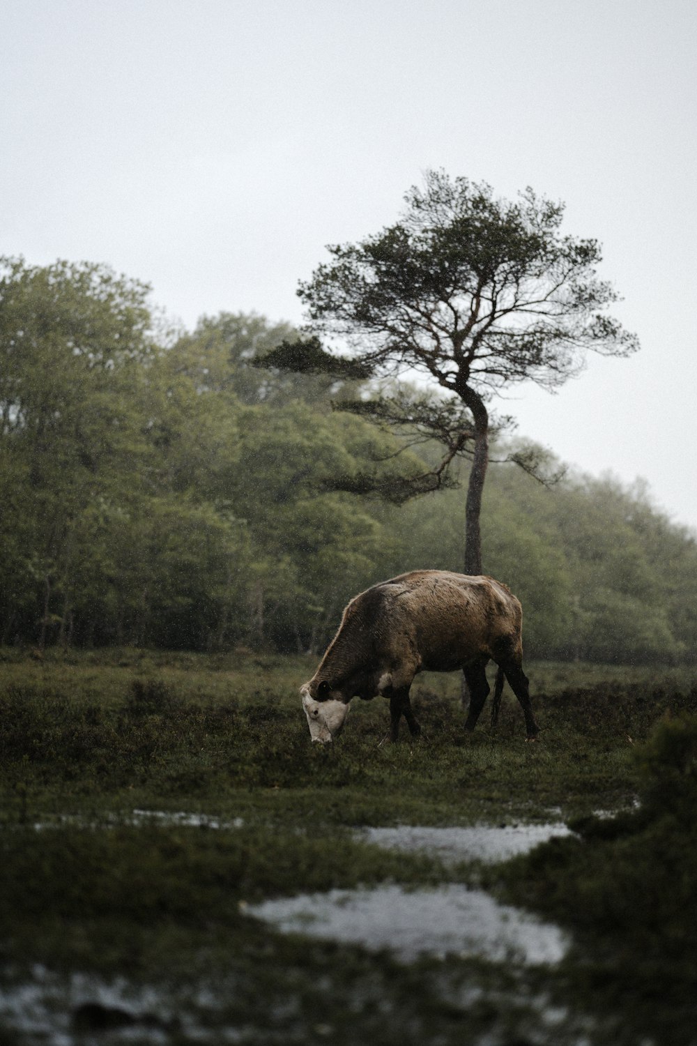 Vache brune sur un champ d’herbe verte pendant la journée