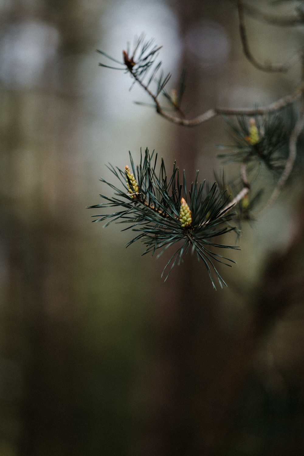 a close up of a pine tree branch