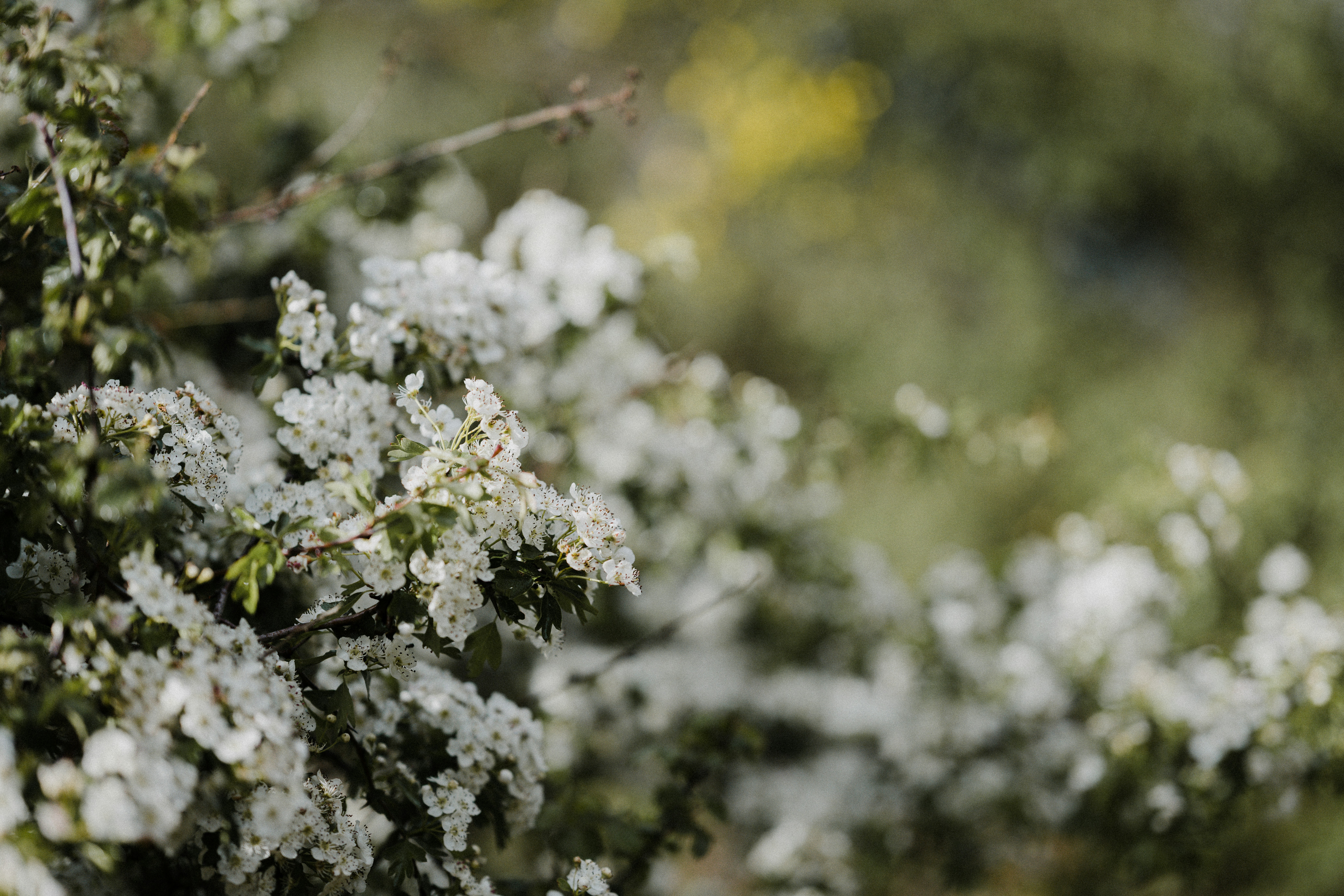 Photo by anniespratt