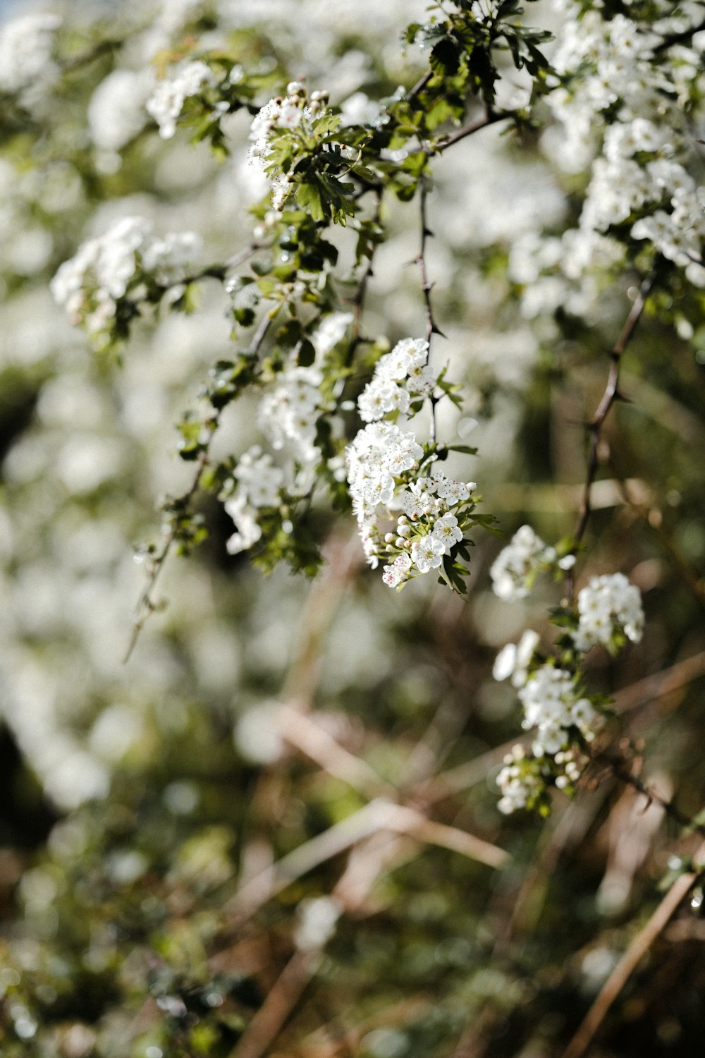 a close up of a tree with white flowers