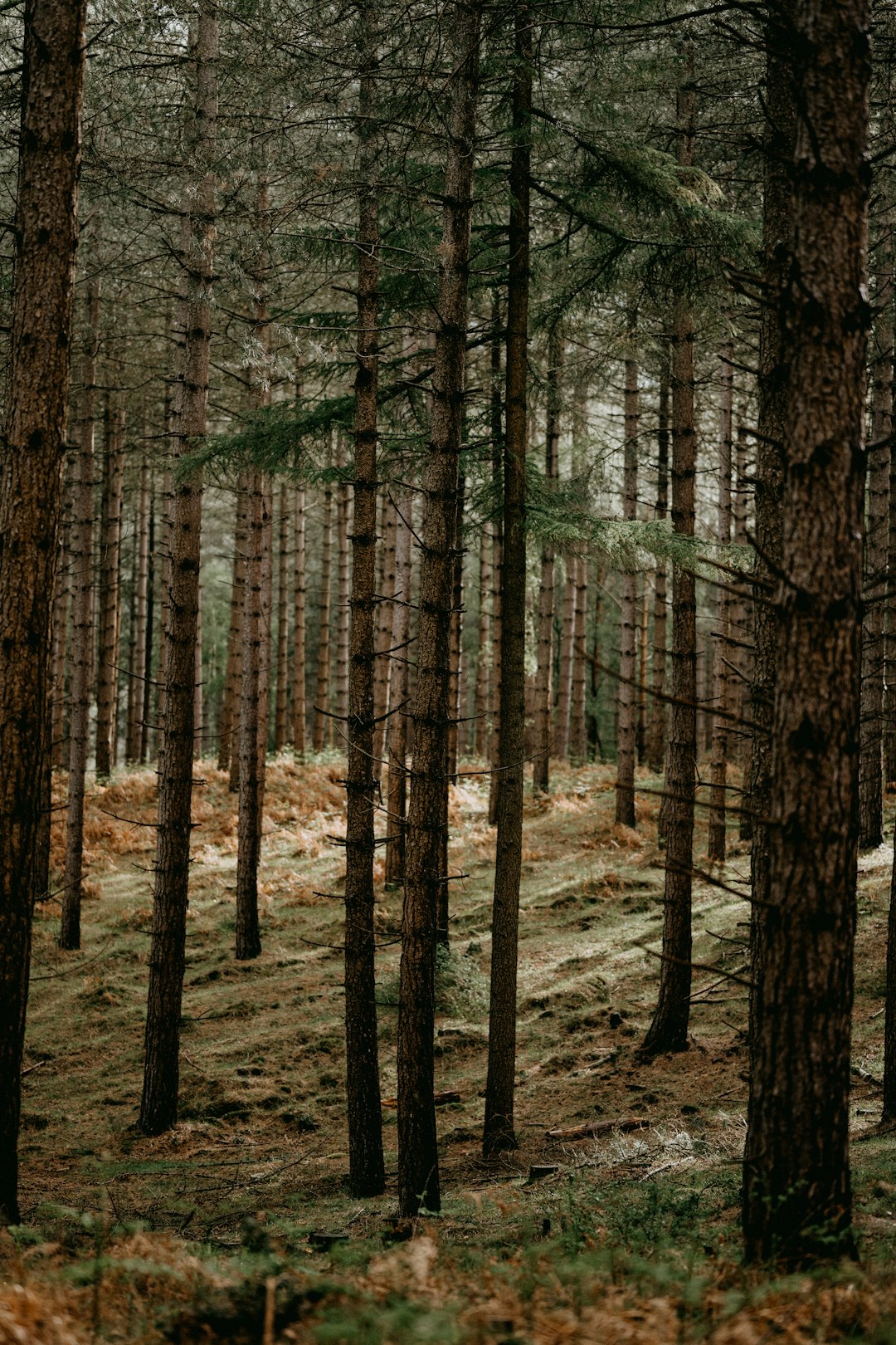 brown trees on brown field during daytime