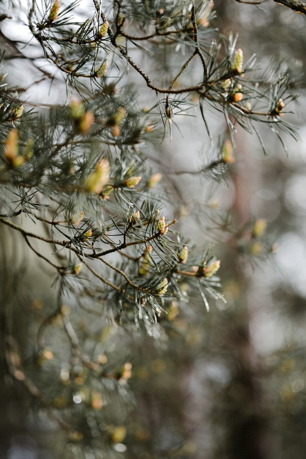 a close up of a pine tree branch