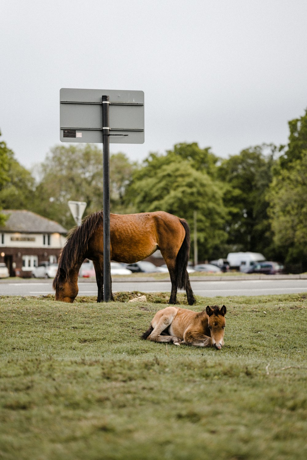 a brown horse standing next to a brown dog