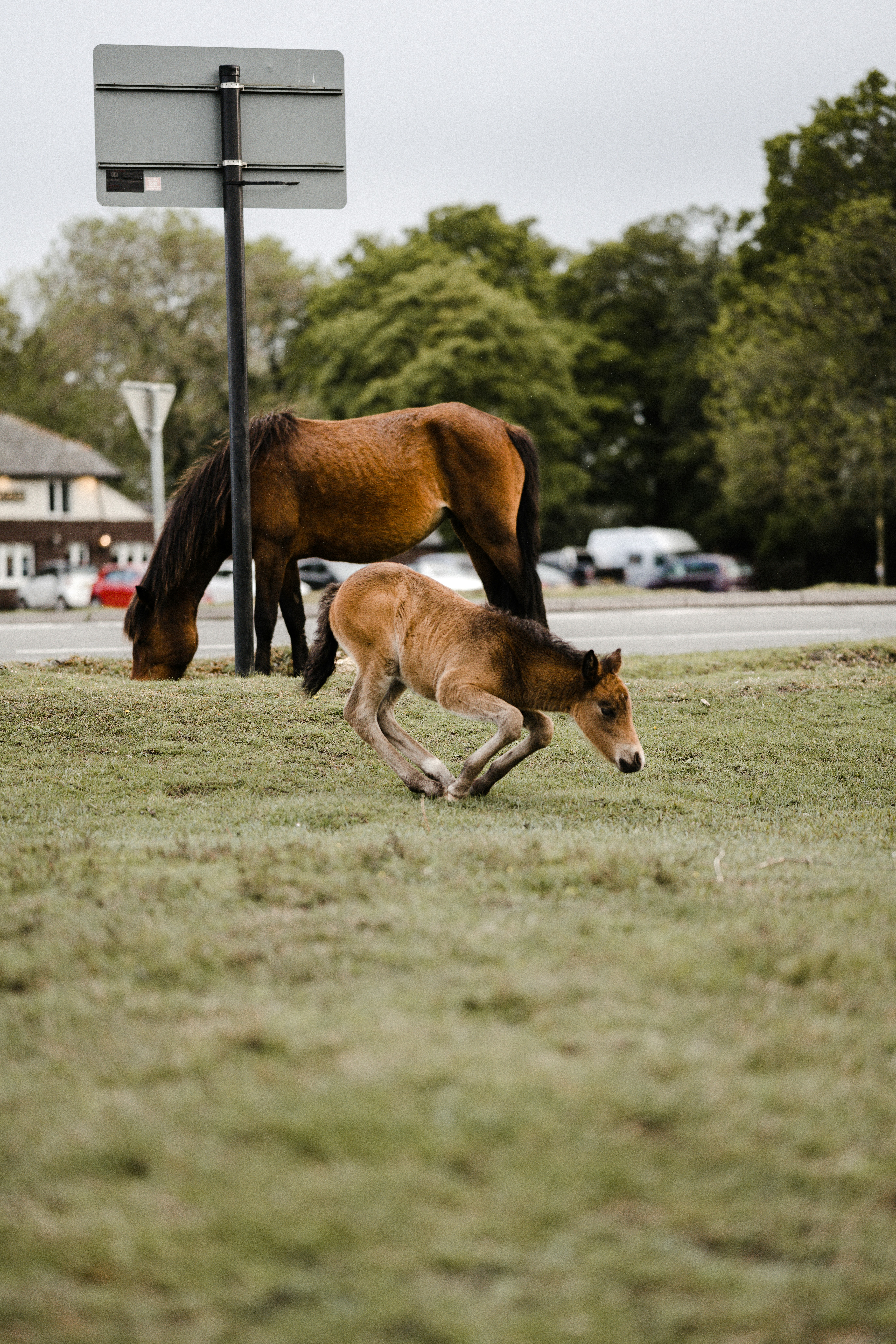 brown horse running on green grass field during daytime