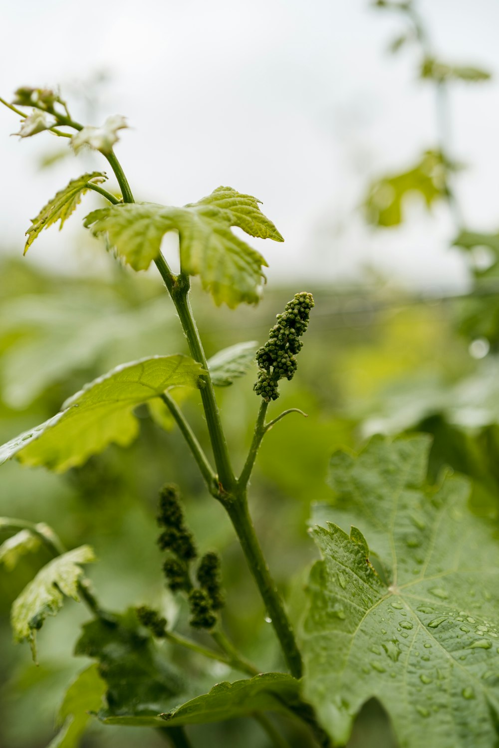 black and yellow bee on green plant during daytime