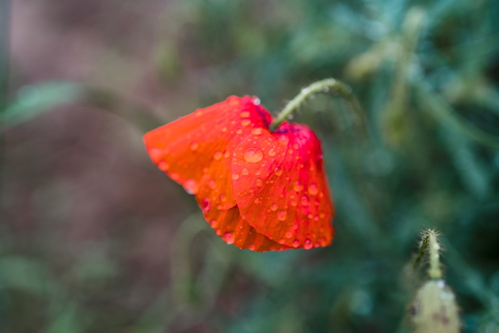 a red flower with water droplets on it