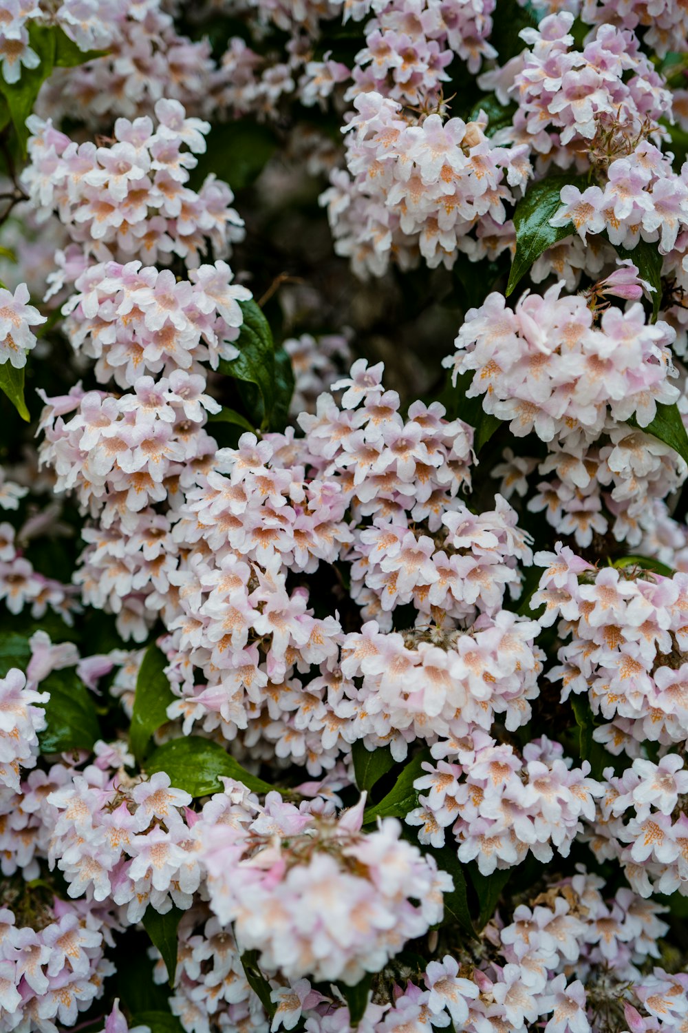 a bunch of pink flowers with green leaves