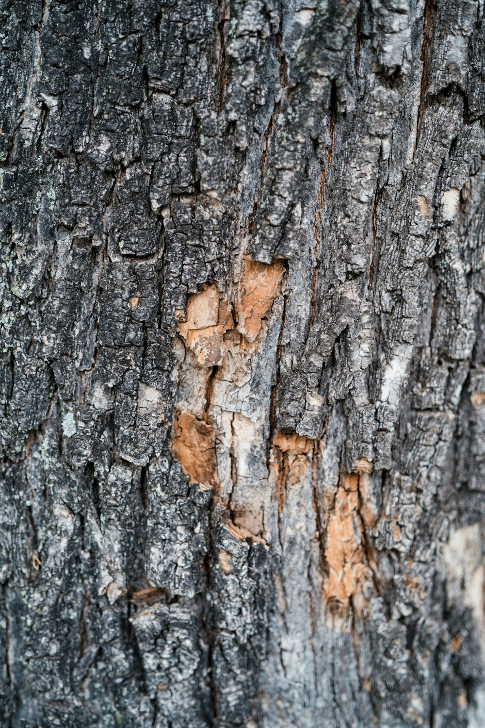 a close up of the bark of a tree