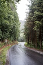 gray asphalt road between green trees during daytime