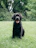 a black dog is sitting in the grass