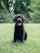 a black dog is sitting in the grass