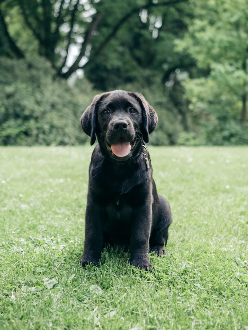 Judith, a black female puppy, sitting on the grass in a park