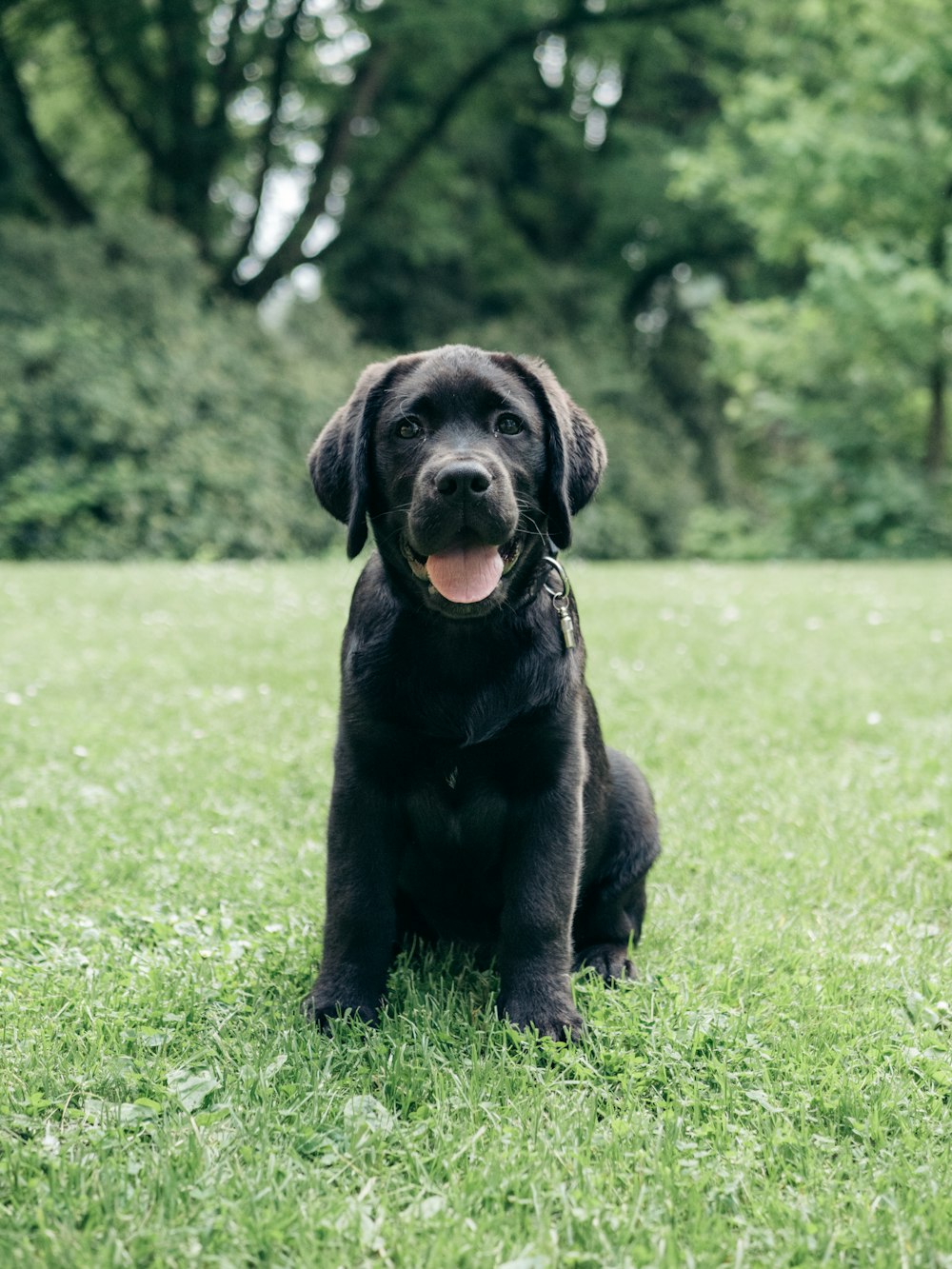 黒い犬が草の中に座っている