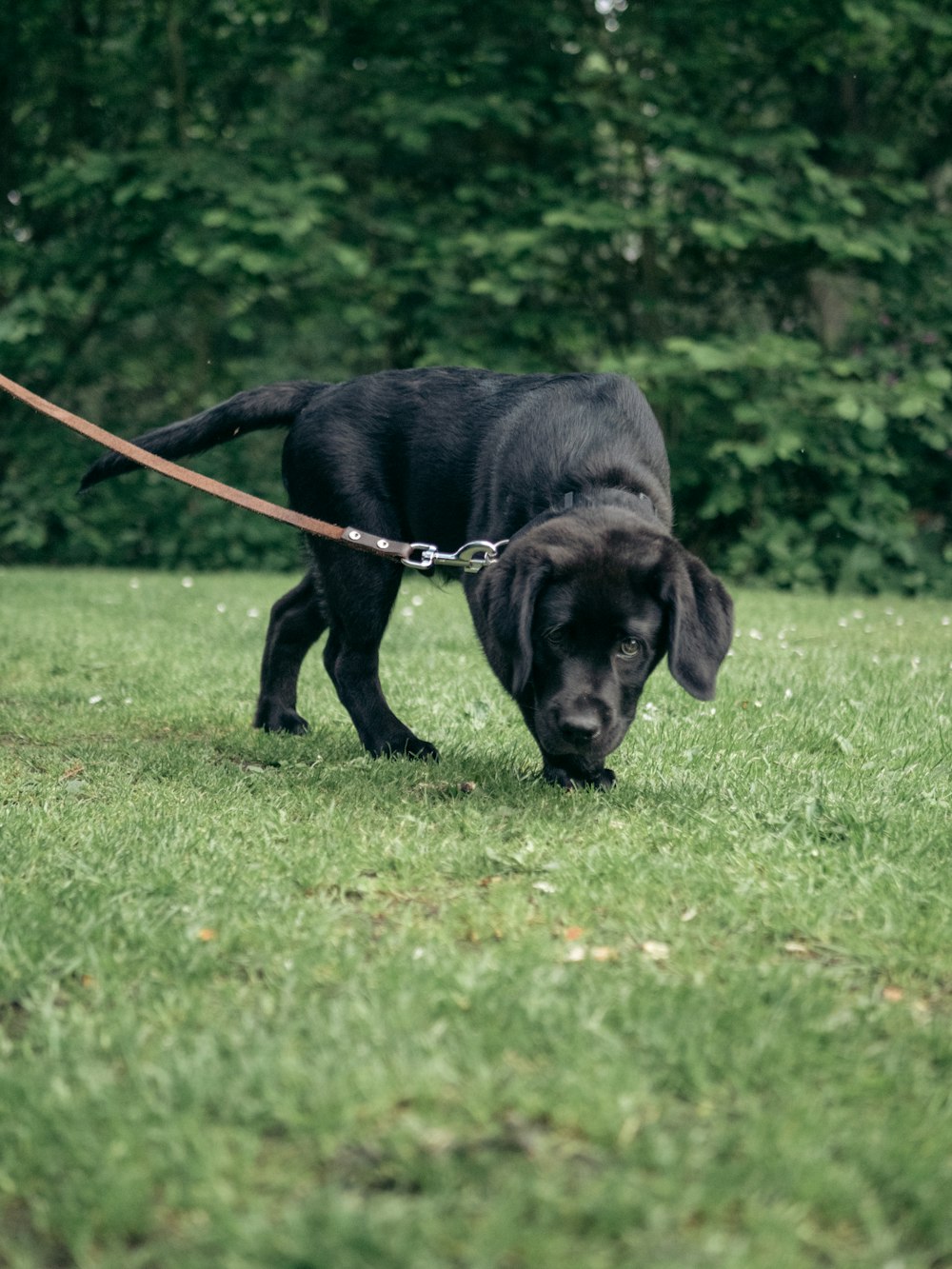 a black dog is sniffing the grass in a park