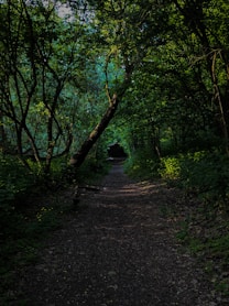 a dirt road surrounded by trees and bushes